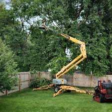 Best Tree Maintenance Programs  in Pleasant View, TN