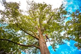 Why Choose Our Tree Removal Services in Pleasant View, TN?